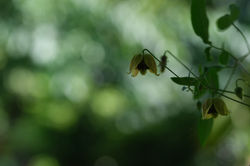 Little Angel im Gegenlicht