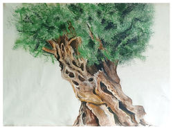 Olivenbaum auf Mallorca