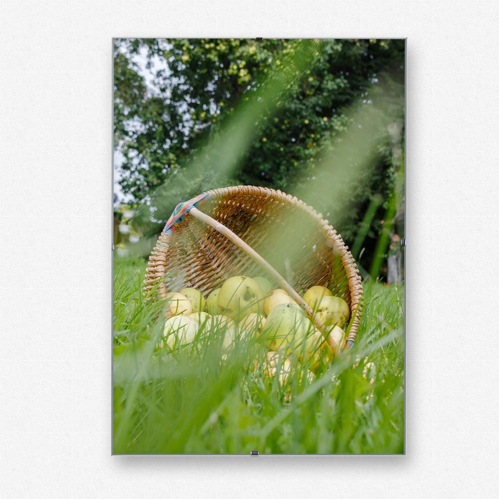 Урожай яблок #00071