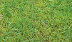 Moss control