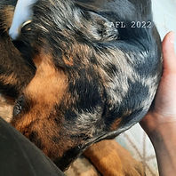 Tired Aloy wedding 3_edited.jpg