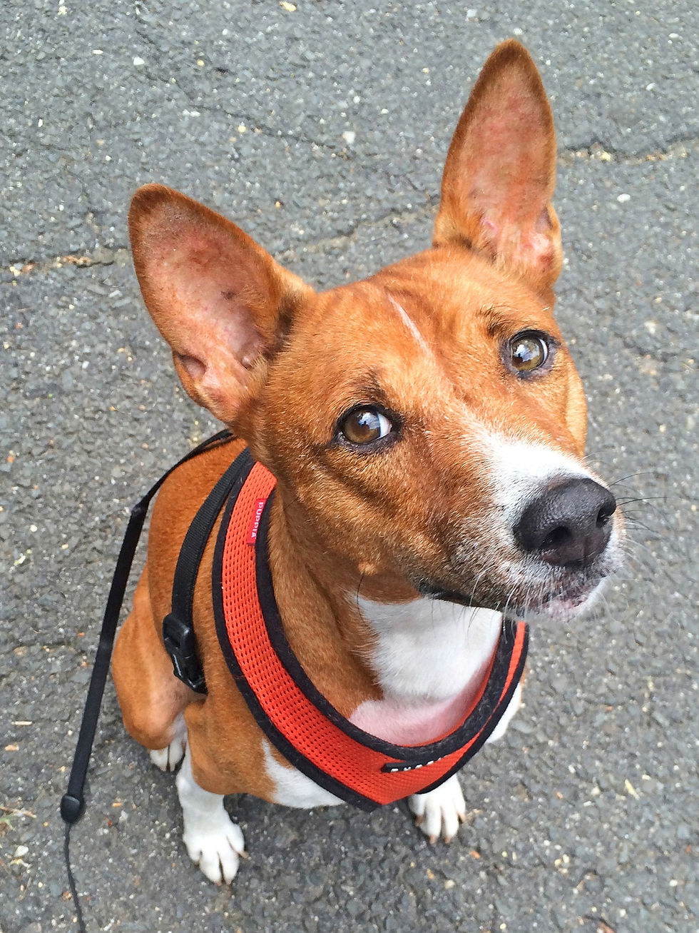 Basenji dog