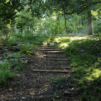 Path through the woods