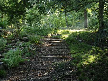 Pathway through the forest with sunbeams shining at an angle