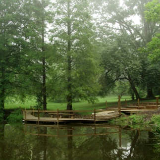 a wooden dock at the edge of a pond surrounded by tall trees