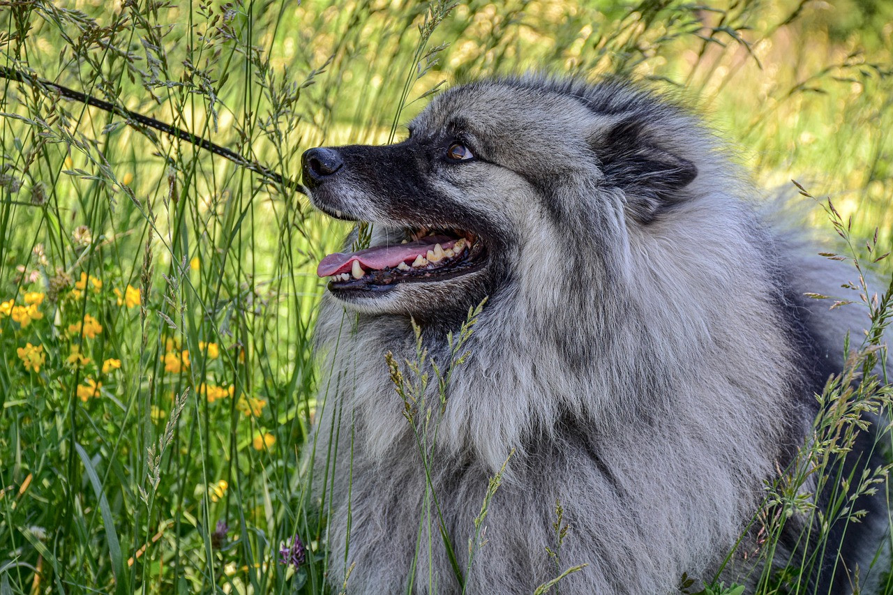 Purebred Dogs Rescued Keeshond | Seattle Purebred Dog Rescue