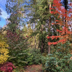 Beautiful woodland setting with evergreens and deciduous plants in yellow, red, and orange leaf color