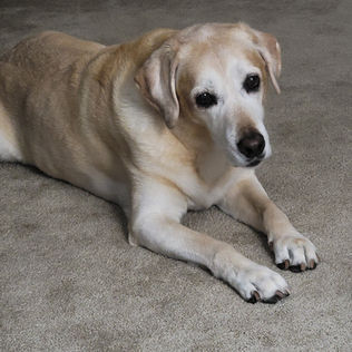 Older yellow lab dog with big soulful eyes laying on a beige carpet and looking up at the camera