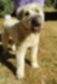 SPDR Wheaten Terrier Rescue Seattle Dobby.jpg