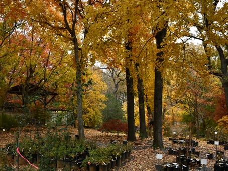 Maple trees in golden fall color at Metro Maples in Fort Worth Texas