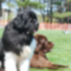 Newfoundland Seattle Purebred Dog Rescue
