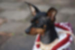 Miniature Pinscher Manchester Terrier Seattle Purebred Dog Rescue