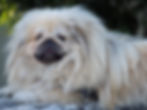 Pekingese Seattle Purebred Dog Rescue