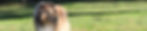 Collie Rough SPDR WayneS.jpg