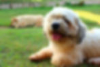 Lhasa Apso Seattle Purebred Dog Rescue