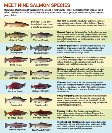Salmon Species chart