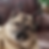 Norwegian Elkhound Seattle Purebred Dog Rescue