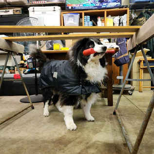 Medium sized black and white dog standing with a red toy in its mouth