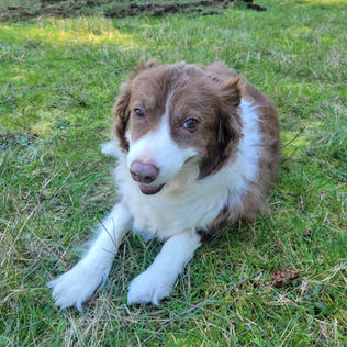 Brown and white dog sitting in the grass