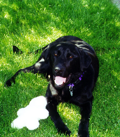 Labrador Retriever Seattle Purebred Dog Rescue