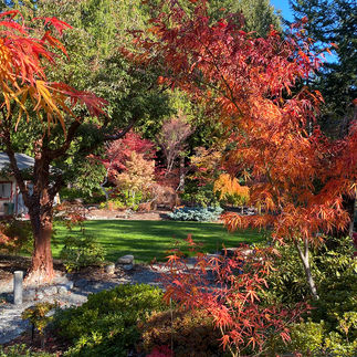 maple trees in red and orange fall color
