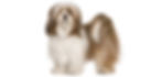 Lhasa Apso SPDR shutterstock_46499227.jpg