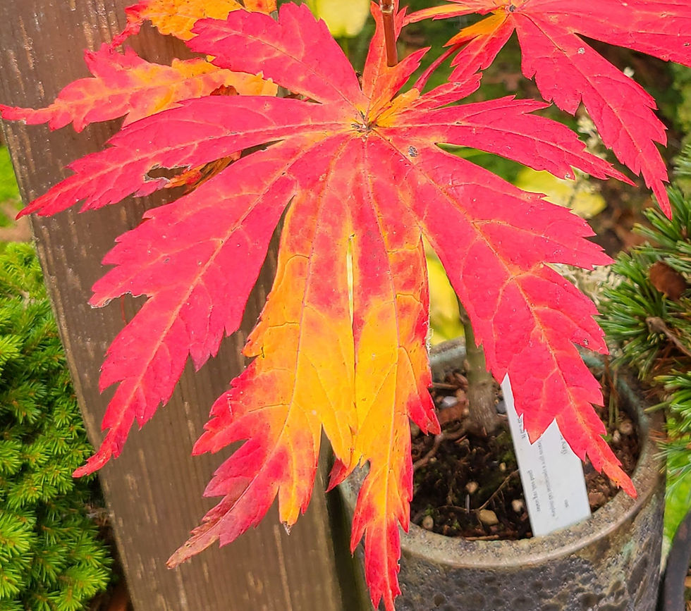 Fiery fall foliage on ‘Yama kage’ full moon maple. Photo: Bill Hibler