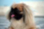 Pekingese Seattle Purebred Dog Rescue