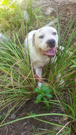 12573918_10153237453756389_4470883451224680041_n