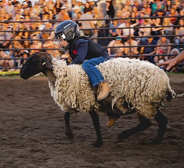 sheep.PNG