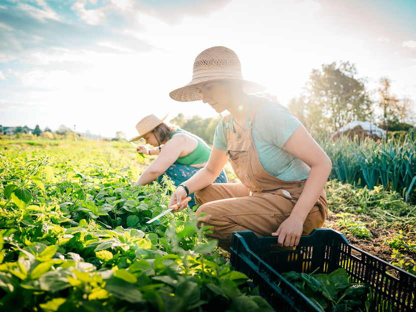 Two women harvest vegetables. The photograph has a heavy light leak shining from behind them. They are both wearing coveralls and hats.