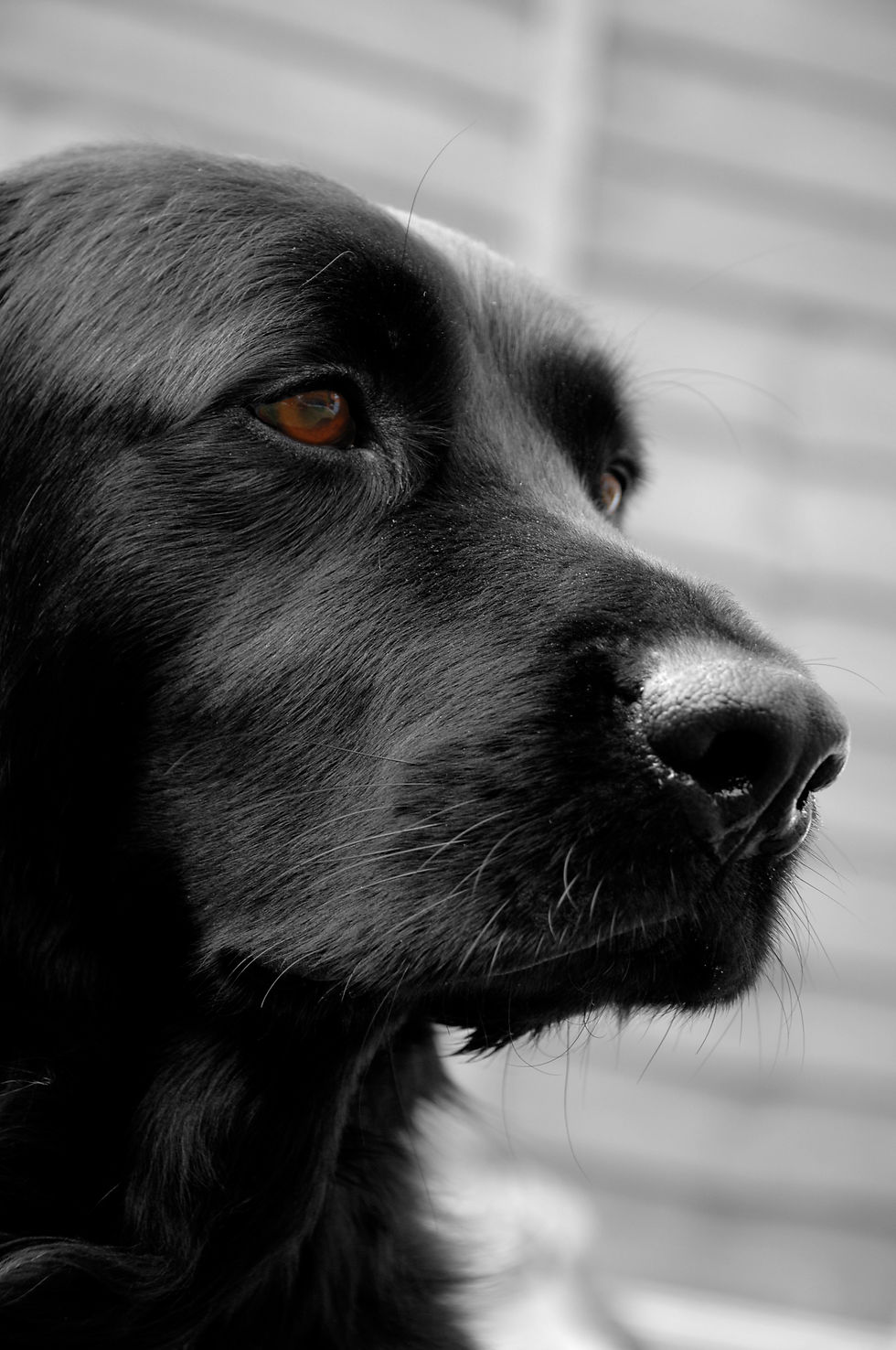 Dog Portrait