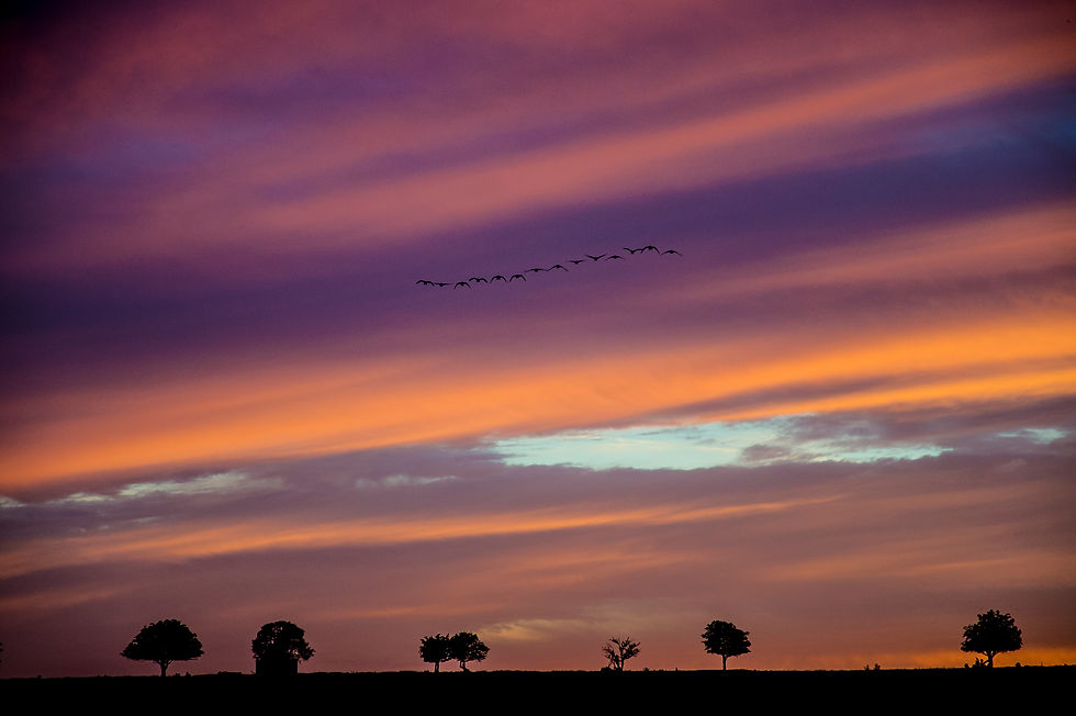 Geese