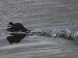 Trail Talk 334 - October 16, 2024