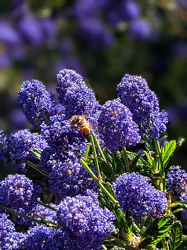 Ceonothus.jpg