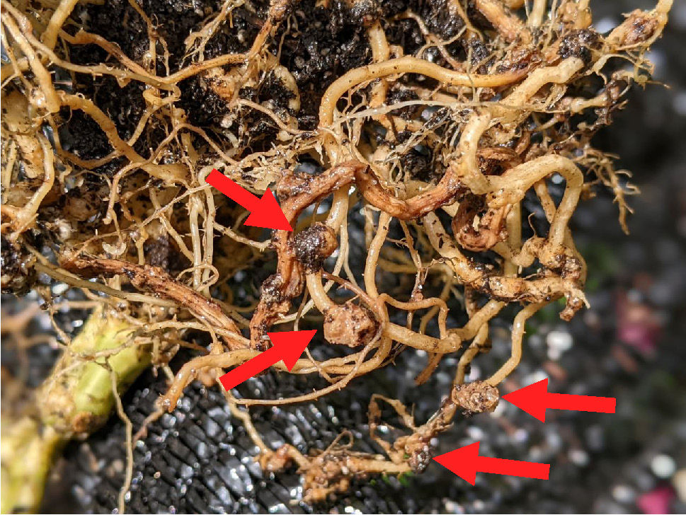 nematodes cucumber roots