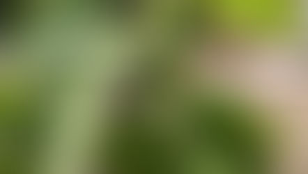 Chill Hours for Fruit Trees