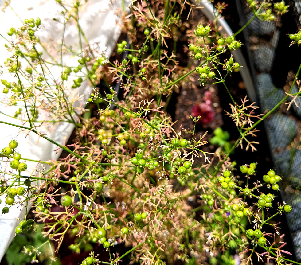 Herbs and plants that you let bolt, like this Cilantro, the seed can now be harvested.