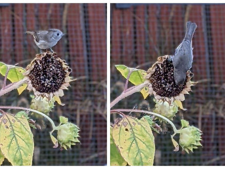 Nuthatch on Sunflower