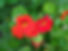 Nasturium.jpg