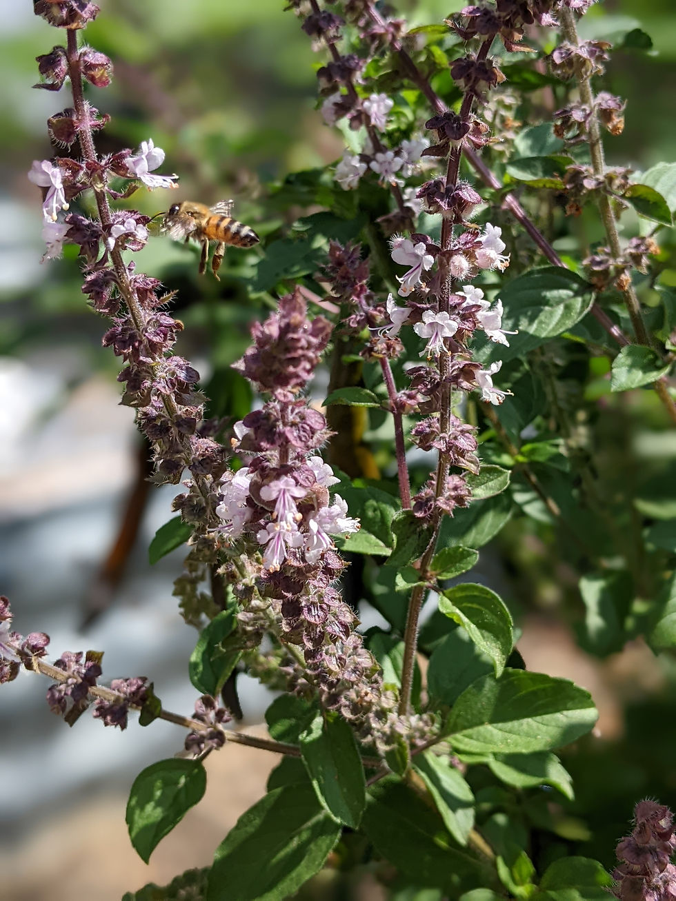 bee on Thai basil