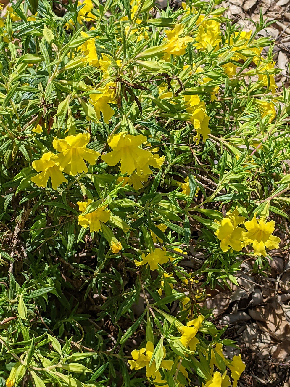 Monkeyflower 'Jelly Bean Lemon', enjoy these vibrant blooms before this native goes dormant during the summer.