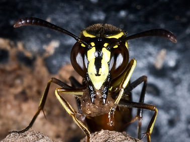 Eustenogaster.jpg