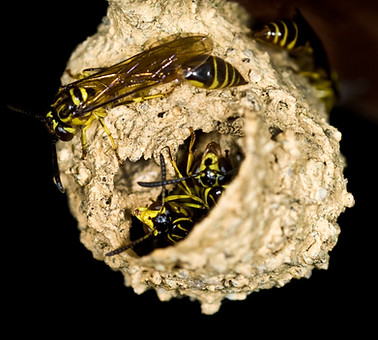L pardii 2.jpg