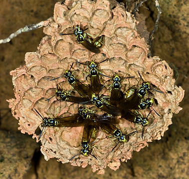 Liostenogaster flavolineata.jpg