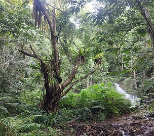 Malaysian forest GTE.jpg
