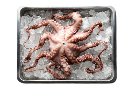 picture of octopus