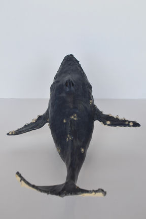 whale8