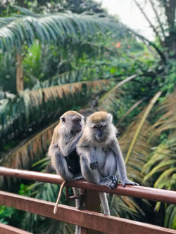 Monkey Couples