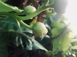 Greenery